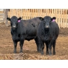 Image 5 : PSV Farms Ltd. - 880# May Delivery Heifers - 32 Head (Enchant, AB)