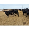 Image 9 : Belle Creek Stock Farms - 765# March Delivery Heifers - 160 Head (Belleview, MB)