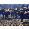 Image 4 : Elkwater Farming Co. - 975# March Delivery Steers - 130 Head (Irvine, AB)