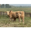 Image 2 : Dick Lawrence - 630# November Delivery Heifer Calves - 80 Head (Pine Lake, AB)