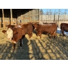 Image 8 : Salty Fox Farms - 26 Red Simm X Bred Heifers (Fork River, MB)