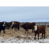 Image 7 : Hines Ranching - 875# February Delivery Yearling Steers - 70 Head (Marwayne, AB)