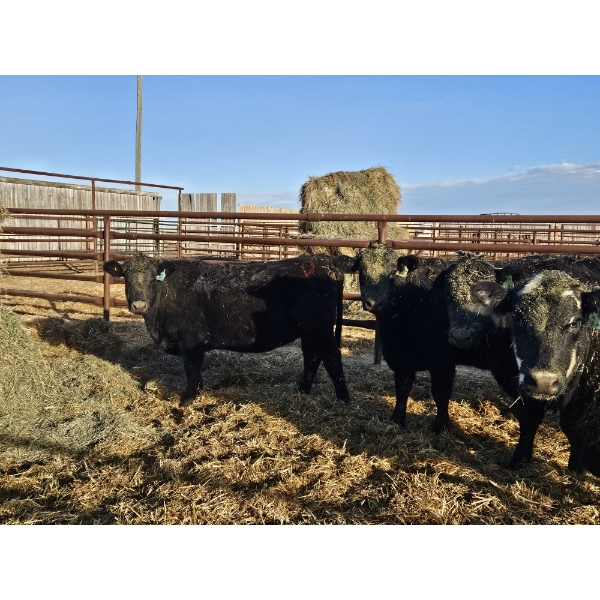 Cowoki Farming Ltd. - 6 Black Heifers (Pen 321-323)