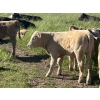 Image 4 : Fred Courtney - 650# October Delivery Steer Calves - 65 Head (Delia, AB)