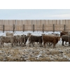 Image 3 : Franklin Cattle Co. - 650# February Delivery Heifers - 95 Head (Grenfell, SK)