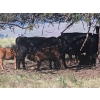 Image 2 : Linda Allison - 610# October Delivery Heifer Calves - 70 Head (Princeton, BC)