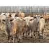Image 3 : Justin Tateson - 960# March Delivery Steers - 125 Head (Scandia, AB)