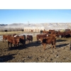Image 4 : Riverview Ranch Ltd. - 720# February Delivery Steers - 55 Head (Bow Island, AB)
