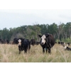Image 9 : Tribar Ranching Co. - 450# Oct/Nov Delivery Steer Calves - 110 Head (Steep Rock, MB)