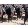 Image 3 : Marsh Ranches Ltd. (Marsh 99 Ranch) - 750# May Delivery Heifers - 140 Head (Southey, SK) VBP+