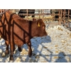 Image 2 : Red Deer Feeder Association Ltd. - 1 Heifer (Pen 133)