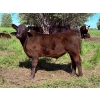 Image 6 : Bar 27 Stock Farm - 625# September Delivery Steer Calves - 50 Head (Spruce View, AB) VBP+
