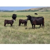 Image 6 : Iron Saddle Ranch - 600# November Delivery Steer Calves - 102 Head (Sintaluta, SK) VBP+