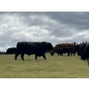 Image 7 : 44 Cattle Co./T6 Ranch - 630# November Delivery Heifer Calves - 95 Head (OK Falls, BC)