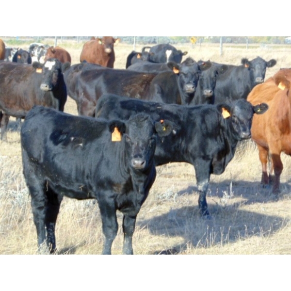 Paul Preston - 530# October Delivery Heifer Calves - 16 Head (Hays, AB)