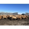 Image 4 : Williamson Farms - 870# Feb/March Delivery Steers - 117 Head (Lomond, AB)
