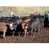 Image 2 : Keenan & Nicole Fletcher - 525# October Delivery Steer Calves - 110 Head (Williams Lake, BC)