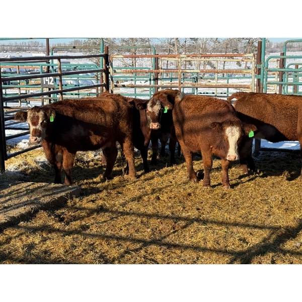 Daniel & Kim Doerksen - 8 Second Calvers (Pen 140)