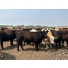 Image 2 : Dietrich Farms - 1075# June Delivery Steers - 170 Head (Mendham, SK)