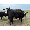Image 2 : Bar 27 Stock Farm - 720# September Delivery Steer Calves - 85 Head (Spruce View, AB) VBP+