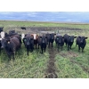 Image 5 : G & B Farms - 910# Sept/Oct Delivery Grass Heifers - 64 Head (Deloraine, MB) VBP+