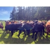 Image 5 : Kelly King - 880# September Delivery Grass Heifers - 140 Head (Cherhill, AB)
