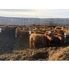 Image 7 : X Bar X Cattle Co. Ltd. - 870# April Delivery Steers - 72 Head (Lomond, AB)