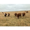 Image 1 : Langer Land & Cattle Inc. - 650# November Steer Calves - 240 Head (Riverhurst, SK) VBP+