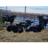 Image 1 : Joel Meier - 4 Black Heifers (Pen 621)