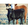 Image 3 : Rick & Joel Meier - 600# November Delivery Steer Calves - 75 Head (Hays, AB)