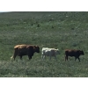 Image 6 : Hecker Farms Ltd. - 600# Steer Calves - 90 Head (Piapot, SK)