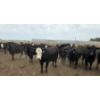 Image 3 : Ripple Rock Ranch - 975# July Delivery Heifers - 126 Head (Fincastle, AB)