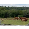 Image 5 : Hartridge Ranch - 585# November Delivery Steer Calves - 35 Head (Clinton, BC)