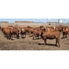 Image 2 : Cattlewood Farms Ltd. - 810# June/July Delivery Heifers - 77 Head (Fincastle, AB)