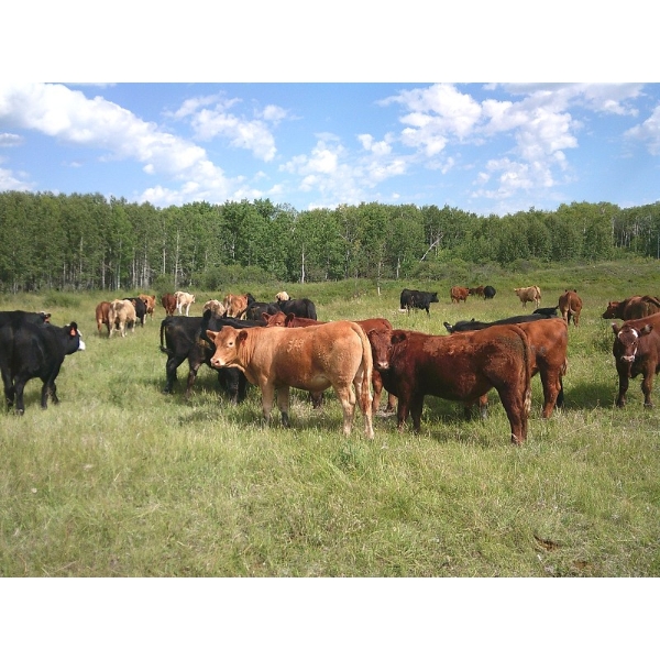 DJC Ranch - 925# October Delivery Grass Steers - 67 Head (Rabbit Lake, SK)