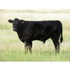 Image 3 : Justin & Theresa Berry - 515# Steer Calves - 80 Head (Hanna, AB)