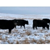 Image 7 : White Moose Ranches - 18 Black Angus X April/May Calvers (Turner Valley, AB)