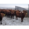 Image 4 : Patzer Ranch Ltd. - 715# December Delivery Weaned Steers - 70 Head (Waldek, SK) VBP+