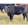 Image 6 : JR Cattle Company Ltd. - 510# October Delivery Heifer Calves - 30 Head (Fort Macleod, AB)