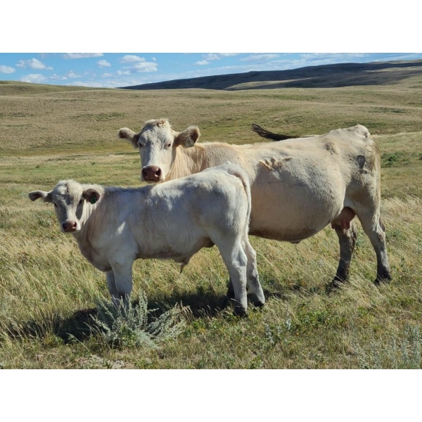 Tom Malmberg - 630# October Delivery Steer Calves - 70 Head (Spring Coulee, AB)