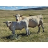 Image 1 : Tom Malmberg - 630# October Delivery Steer Calves - 70 Head (Spring Coulee, AB)
