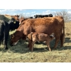 Image 6 : Black Powder Cattle Company - 36 Red & Black X Pairs (Oxbow, SK)
