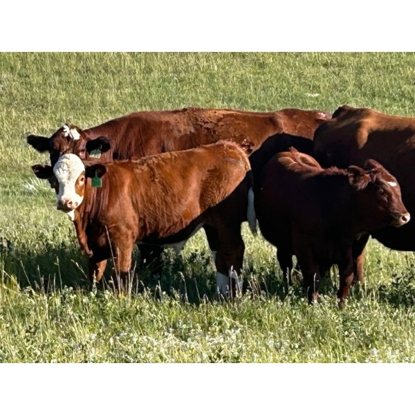 Cold Creek Land & Cattle - 675# October Delivery Steer Calves - 65 Head (Old Wives, SK) VBP+