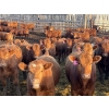 Image 2 : Rob Mossey - 940# April Delivery Steers - 132 Head (Vauxhall, AB)