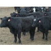 Image 5 : Lesher Lane Enterprises - 1000# November Delivery Heifers - 140 Head (Lacombe, AB)