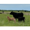Image 4 : Franklin Cattle Co. - 560# December Delivery Heifer Calves - 200 Head (Kipling, SK)