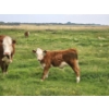 Image 8 : Bruce, Julie & Kyle Musgrove - 560# November Delivery Steer Calves - 90 Head (Patricia, AB)