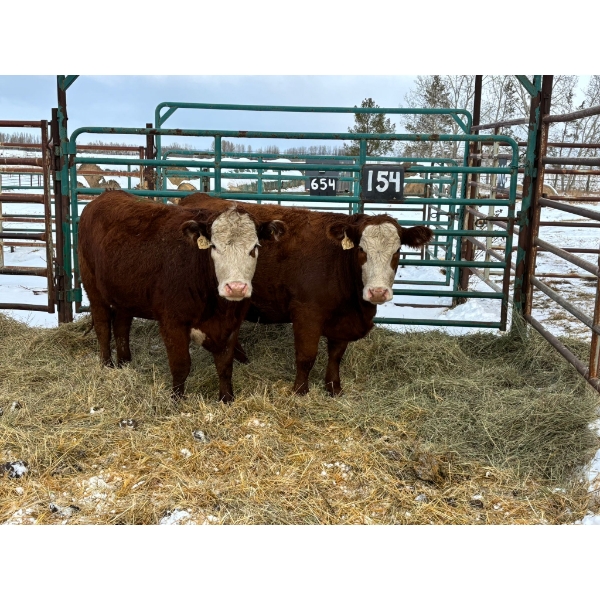 Regehr Land & Cattle - 3 Heifers (Pen 154)