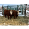 Image 1 : Regehr Land & Cattle - 3 Heifers (Pen 154)