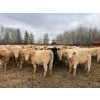 Image 2 : Jeff & Jenise Robertson - 985# April/May Delivery Steers - 63 Head (Gainford, AB)